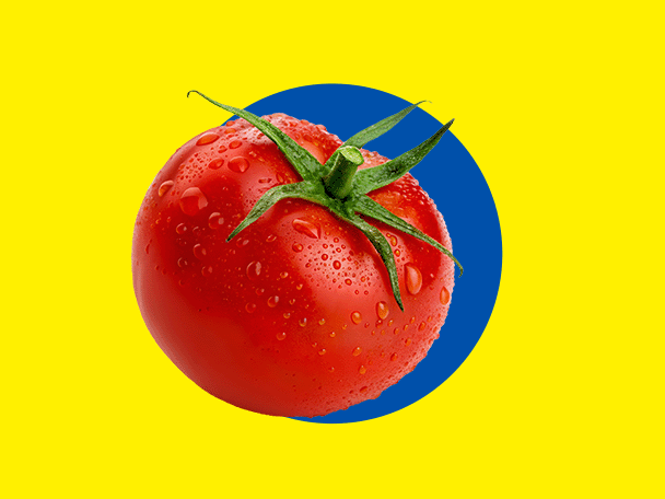Friss piros paradicsom vízcseppekkel, sárga háttéren kék körrel.