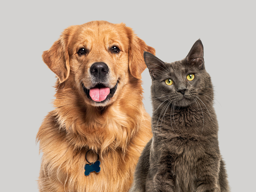 Egy golden retriever kutya és egy szürke macska néz a kamerába.