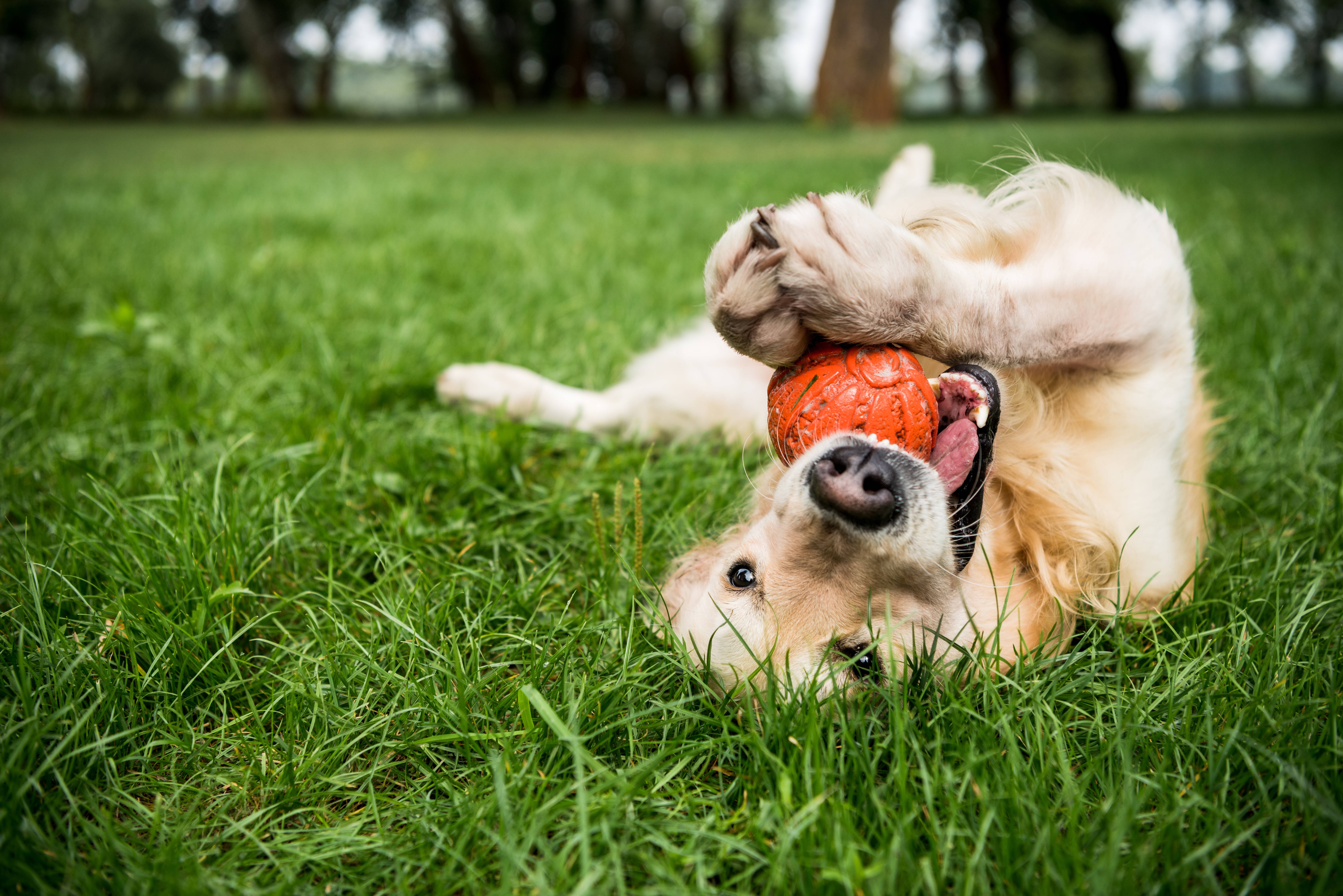 Golden retriever fekszik a hátán a fűben, narancssárga labdával játszik.