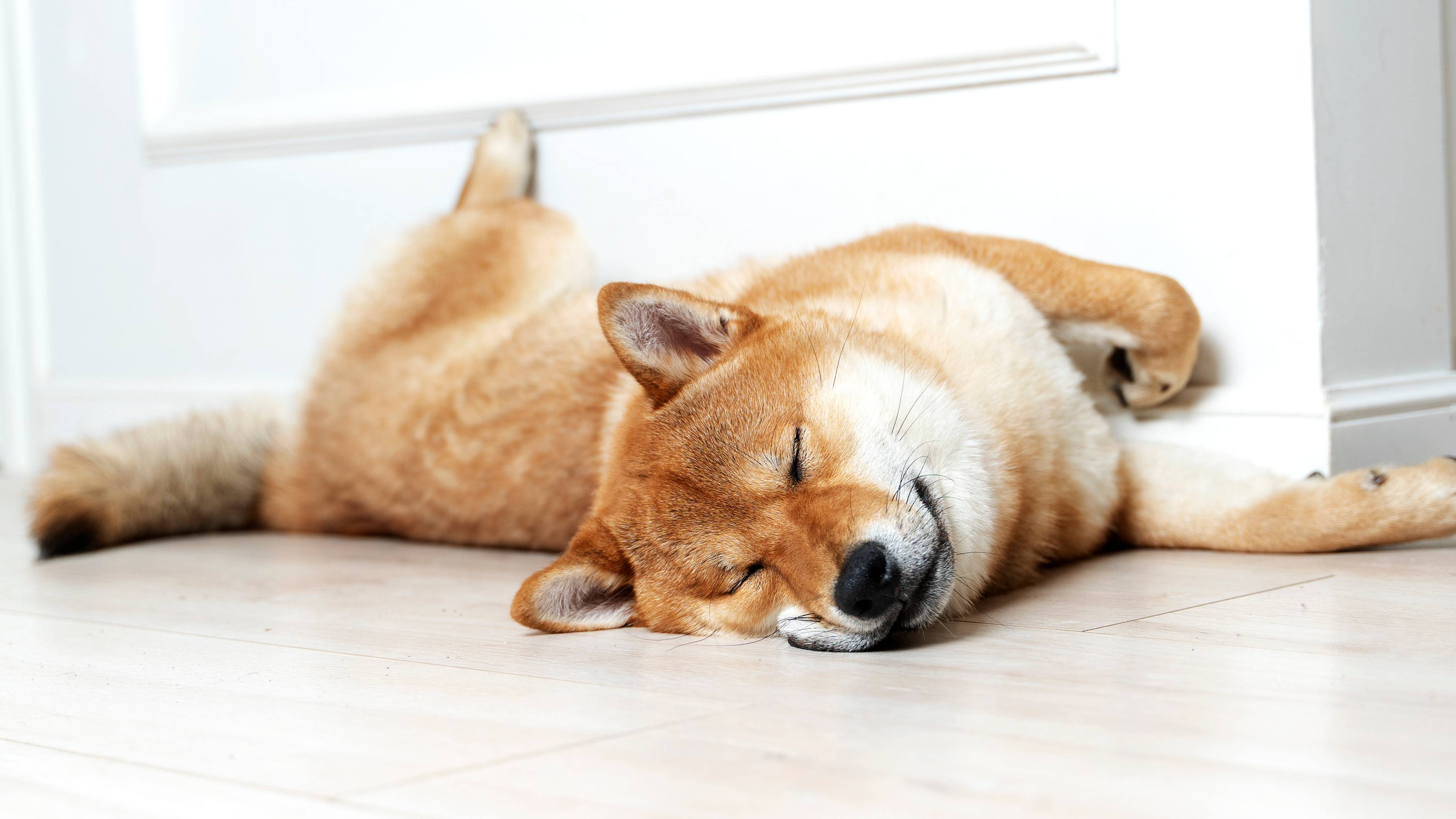Alvó Shiba Inu kutya fekszik a padlón a fal mellett.