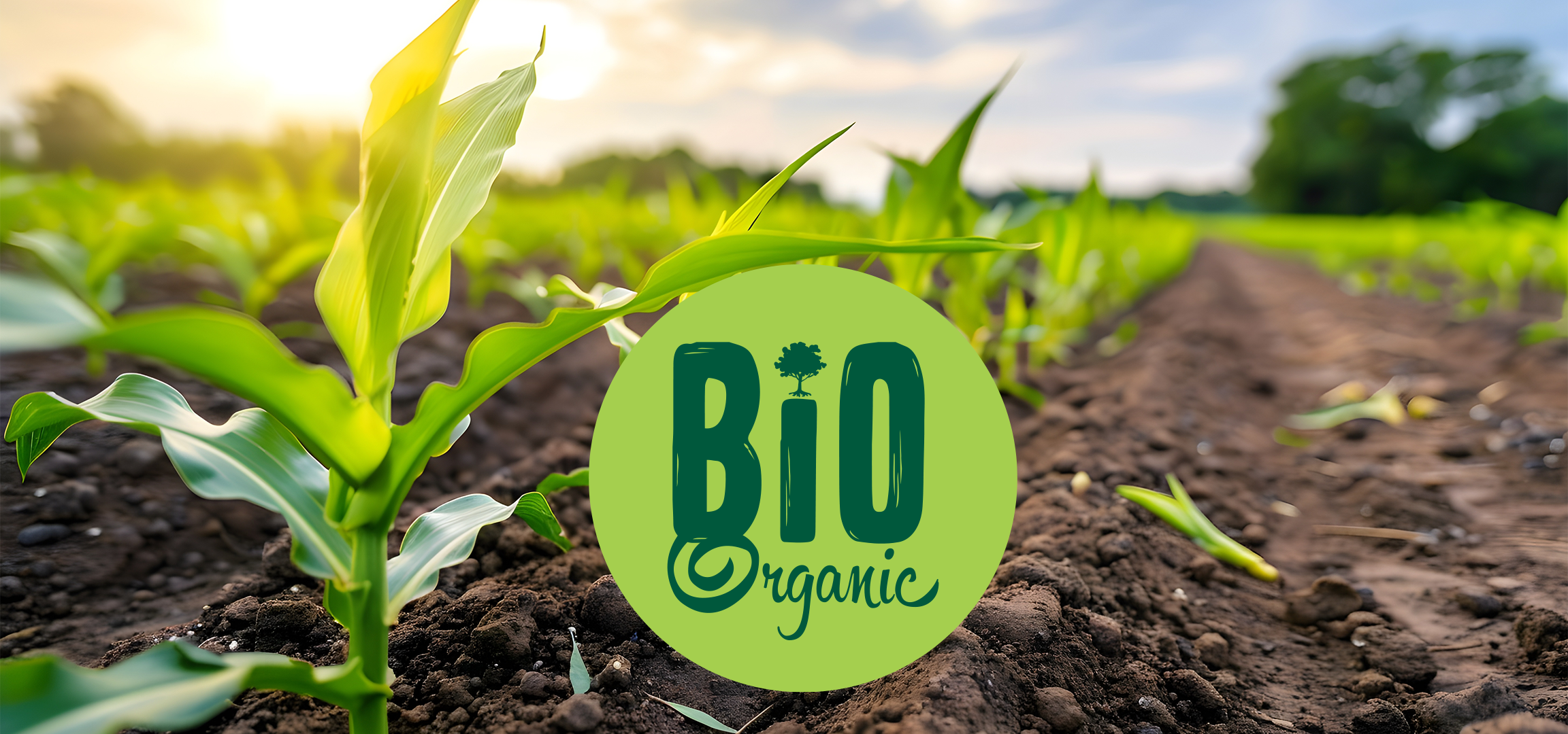 Kézben tartott fiatal növény, zöld háttérrel és „BIO Organic” felirattal.