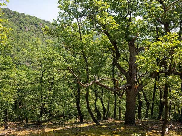 Sűrű, zöld erdő dombos tájjal a háttérben, napfényes tisztással az előtérben.