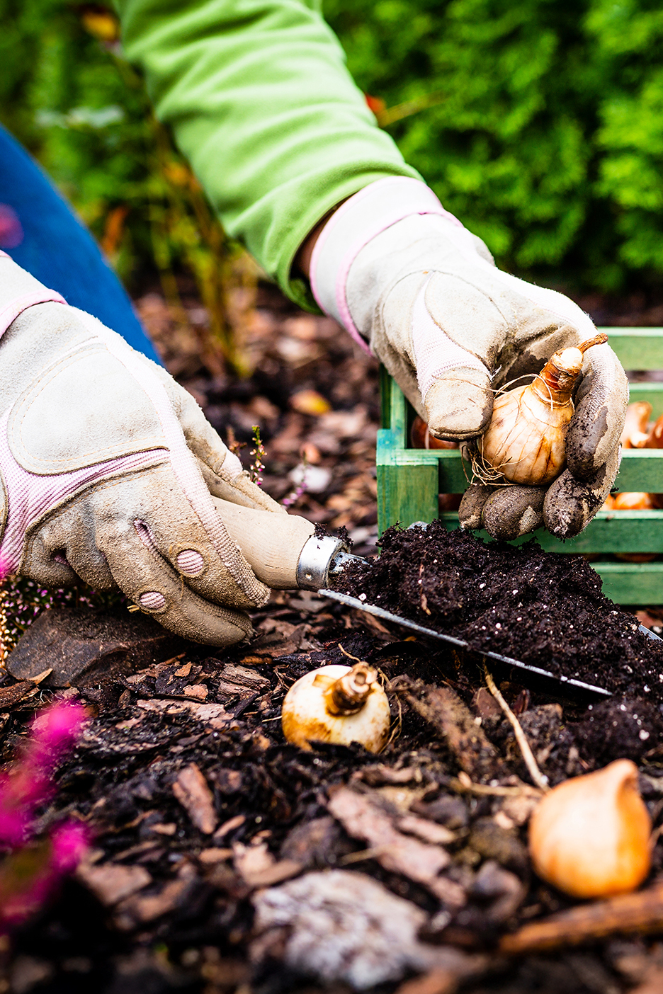 Kesztyűs kezek hagymákat ültetnek a talajba egy kerti szerszámmal.