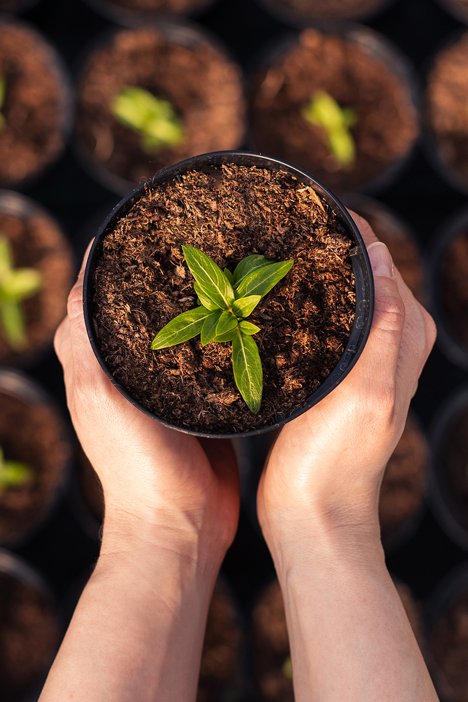 Két kéz tart egy cserepes növényt, a háttérben további cserepes növények láthatók.