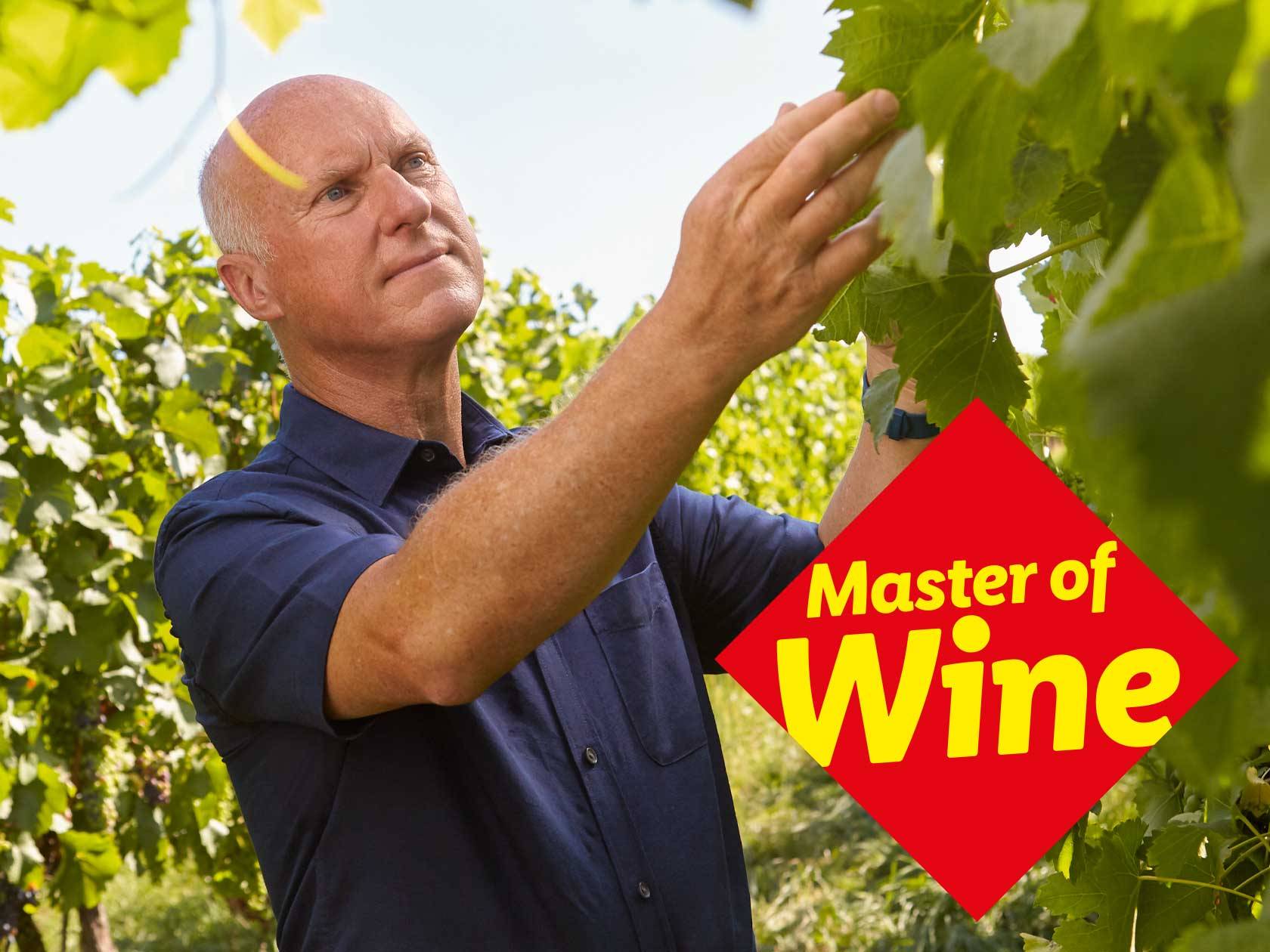 Richard Bampfield (Master of Wine - borszakértő társaság tagja) ellenőrzi a szőlőt a szőlőültetvényen, a képen a „Master of Wine” felirat látható.