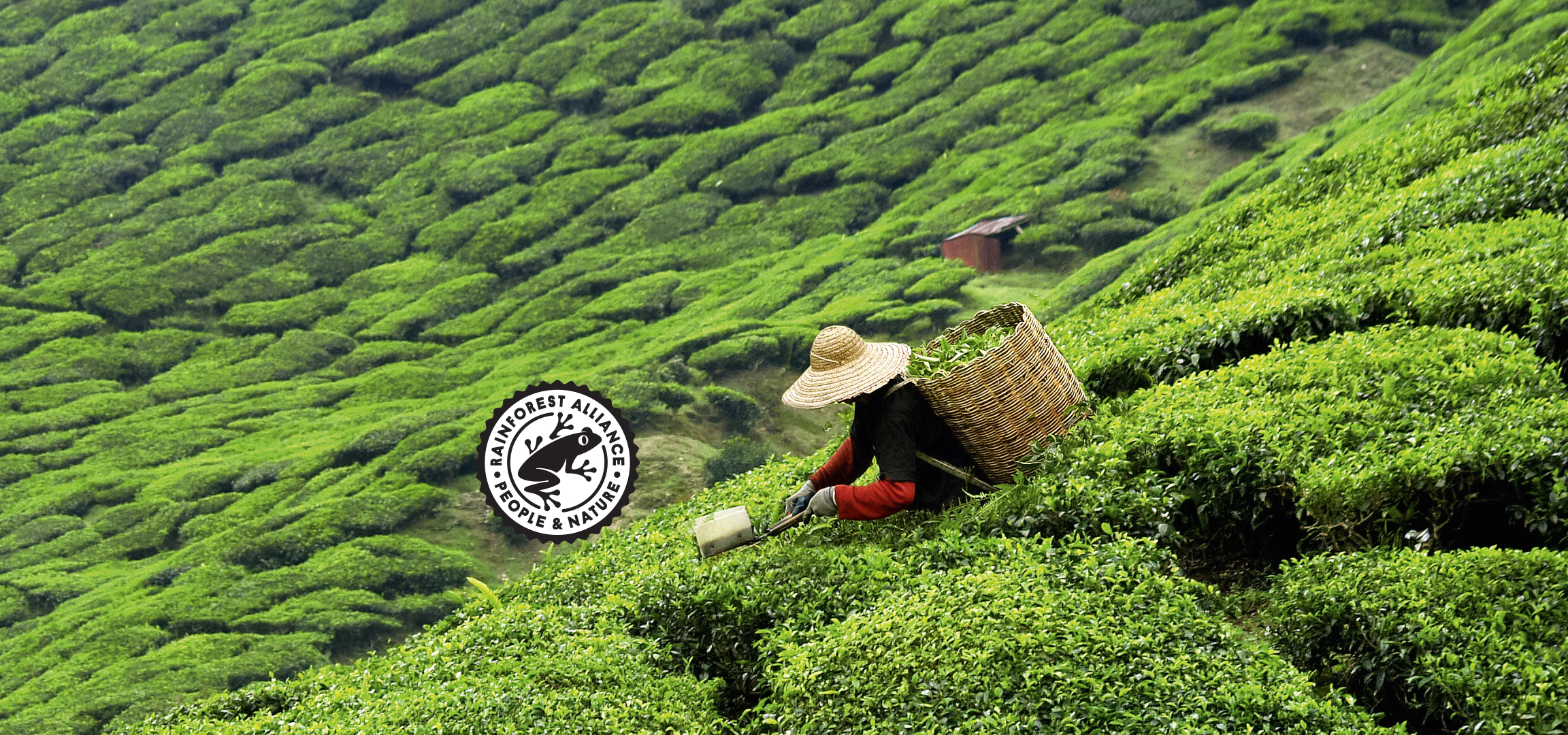 Teaültetvényen dolgozó ember, háttérben a Rainforest Alliance logóval.