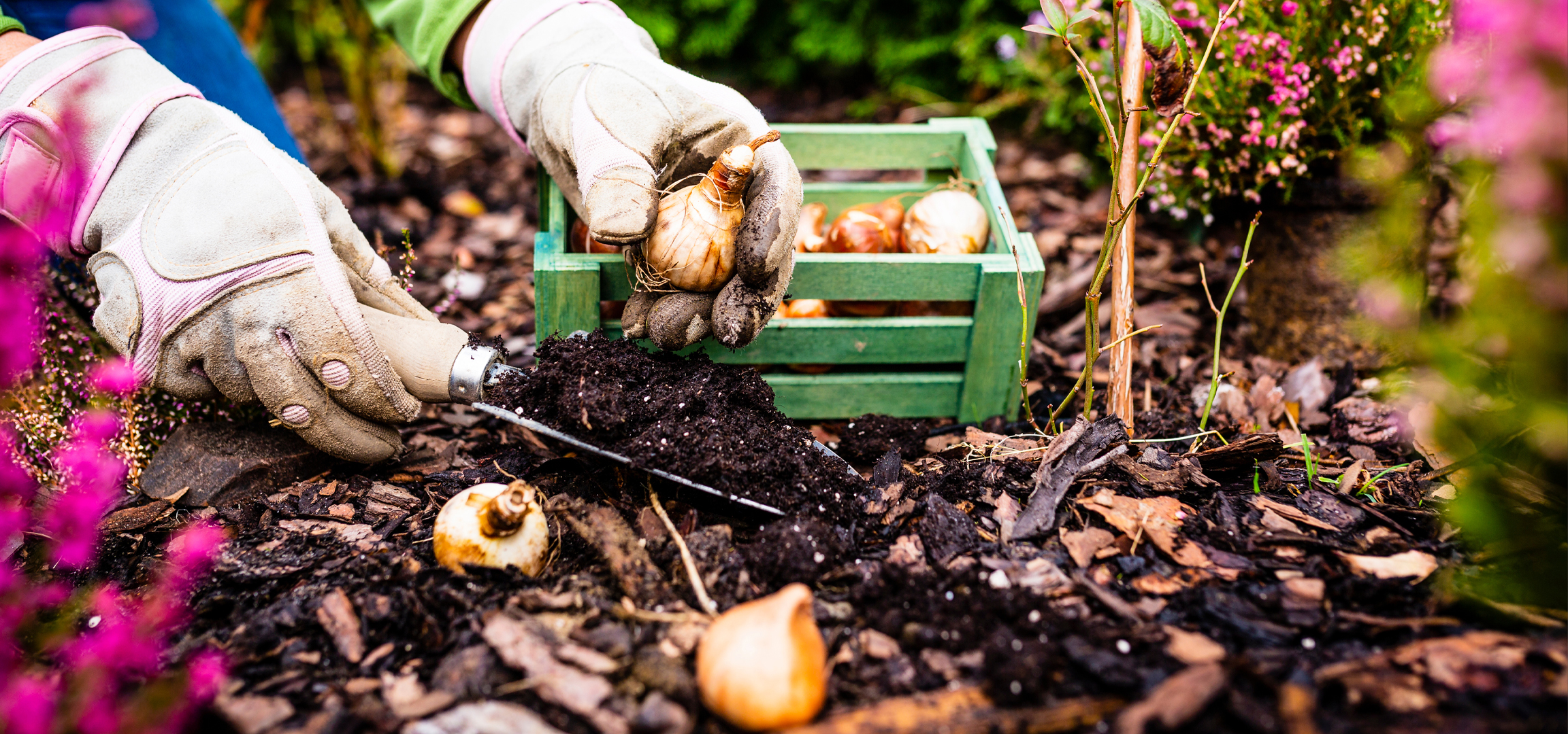 Kesztyűs kéz ültet hagymákat a talajba, mellette egy láda hagymával.