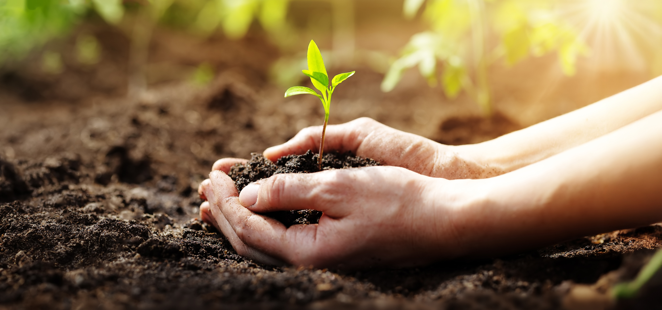Fiatal növényt tartó kezek a termékeny talajban, napfényben.