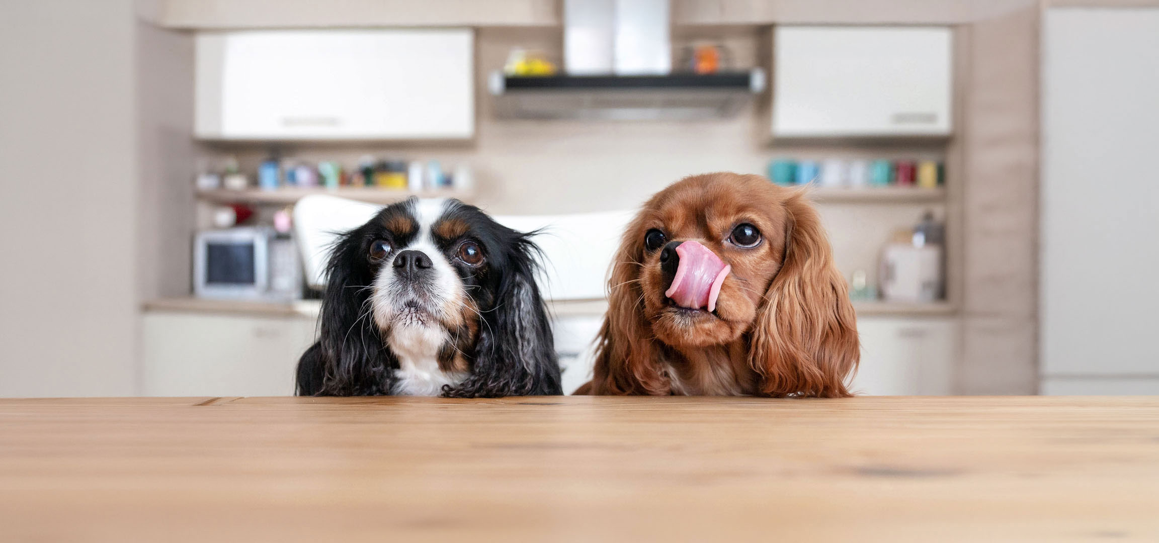MI/AI segítségével létrehozott/módosított kép: Két Cavalier King Charles spániel kutya, egy háromszínű és egy vörösesbarna, néz fel egy asztalról.