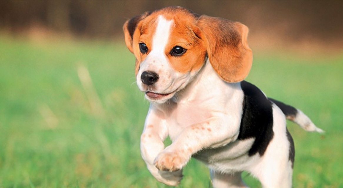 Egy aranyos beagle kölyök fut egy zöld réten.