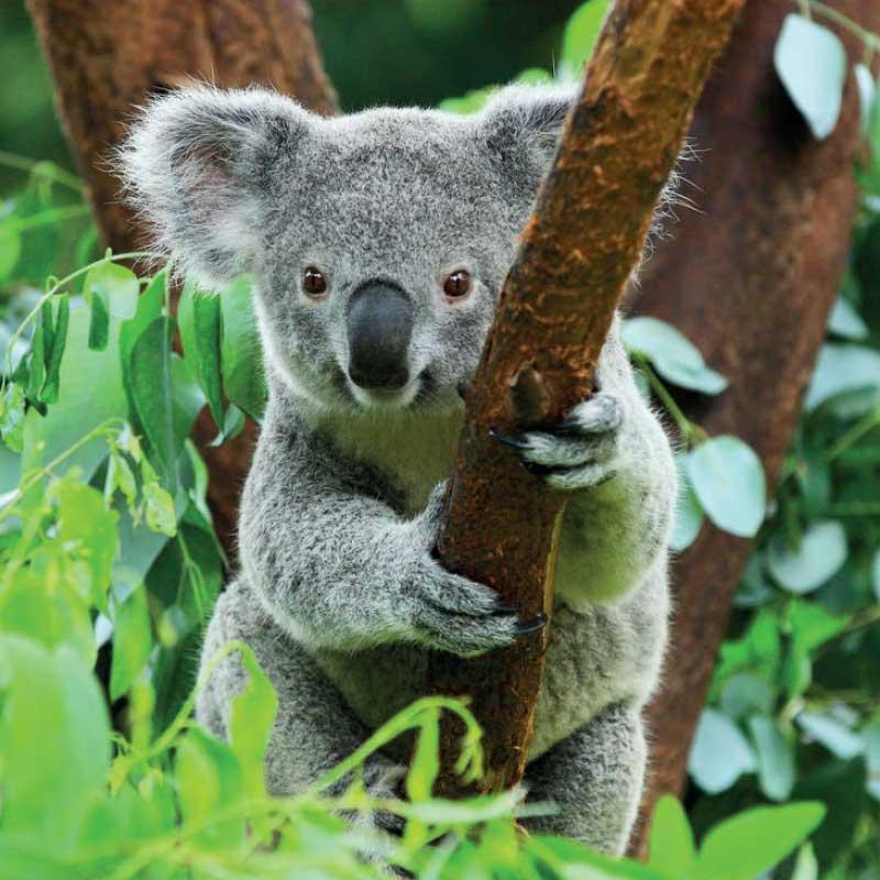 Egy aranyos koala kapaszkodik egy faágba, zöld levelekkel körülvéve.
