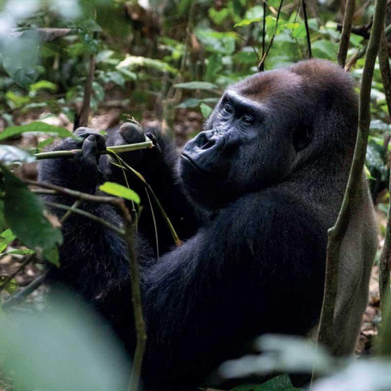 Egy gorilla ül a dzsungelben, és bambuszrügyeket eszik.