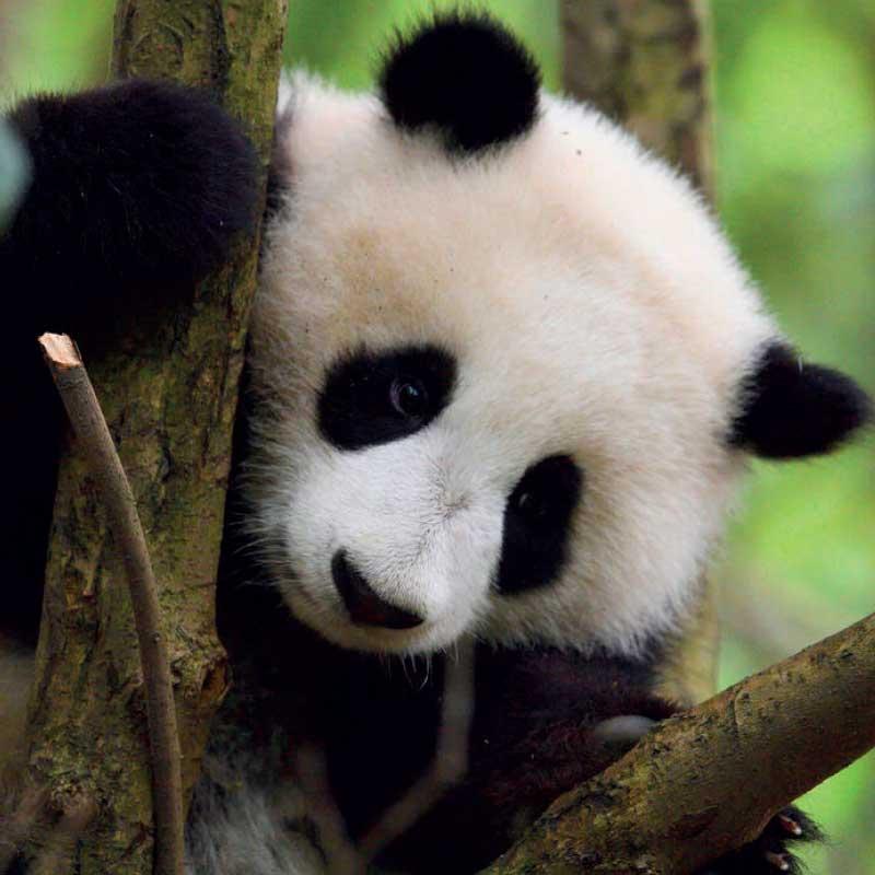 Egy aranyos panda mászik egy fán, és a kamerába néz.