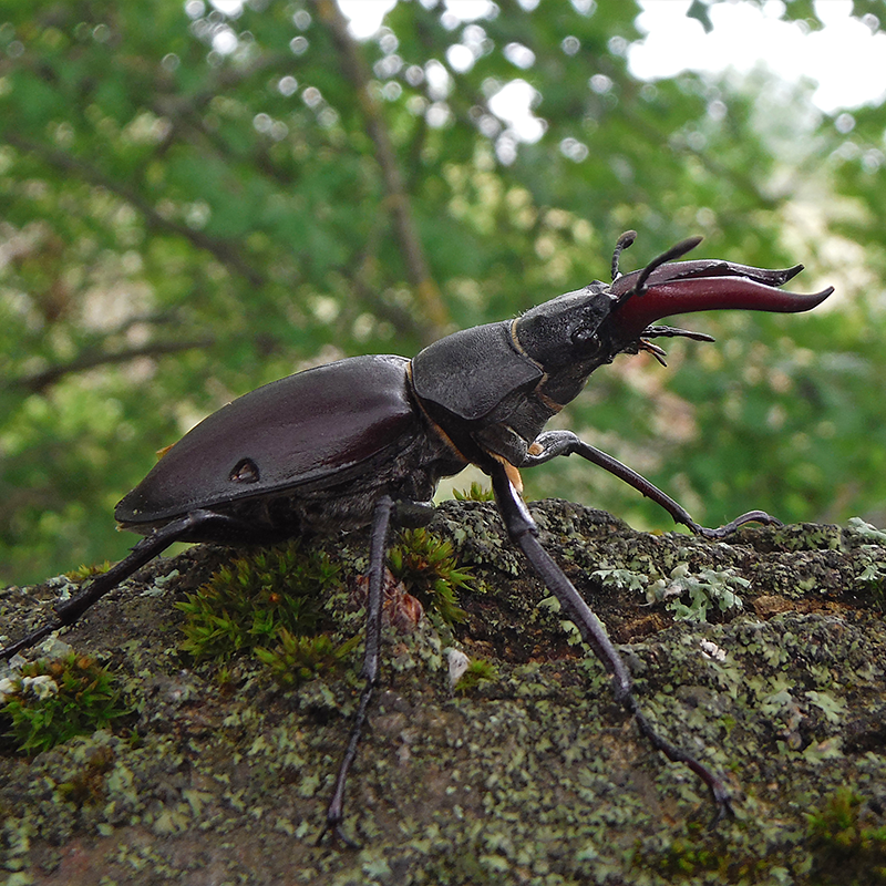 Szarvasbogár egy mohás fatörzsön, zöld lombokkal a háttérben.